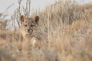 Private Pumas and Wildlife Watching Experience