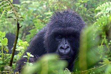 3 Days Gorilla Trekking Safari in Uganda