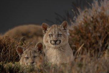 Private Pumas and Wildlife Watching Experience