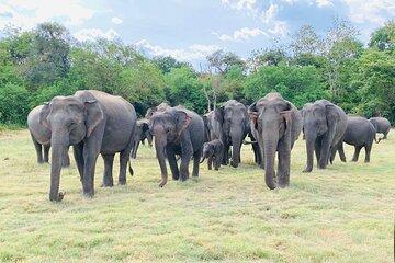 Minneriya half day tour