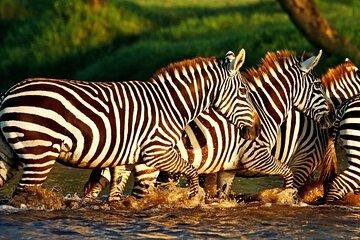 Lake Nakuru National Park With Optional Boat Ride Lake Naivasha