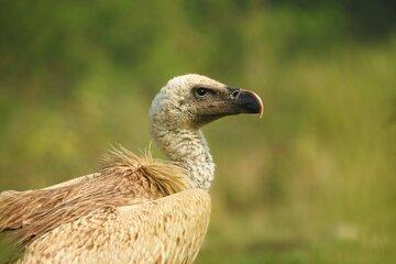 Bird Watching in Gadhi Siraichuli IBA - Chitwan