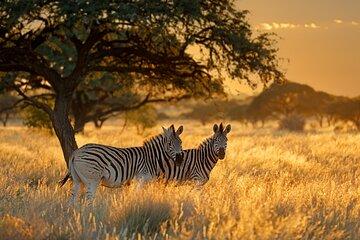 12 Days Private Safari Tour from Arusha