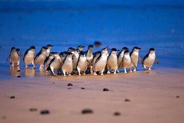 Phillip Island Private Tour Penguins Wildlife and Scenic Views