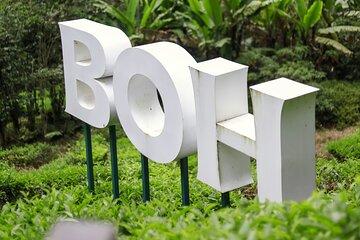 Cameron Highlands Day Tour from Ipoh