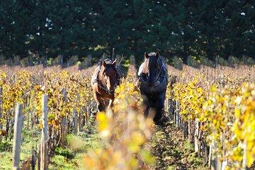 Private tour to Pessac Léognan and Graves