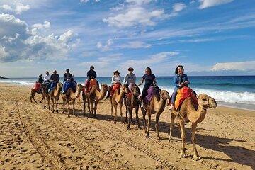 Tangier Coastal Tour: Camel Ride, Café Hafa and Coastal Views