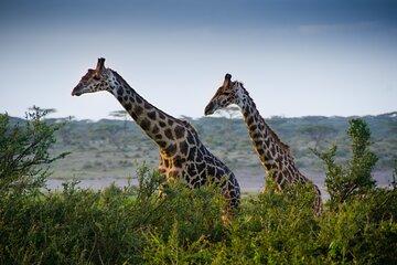 Lake Manyara National Park Full-Day Tour from Arusha
