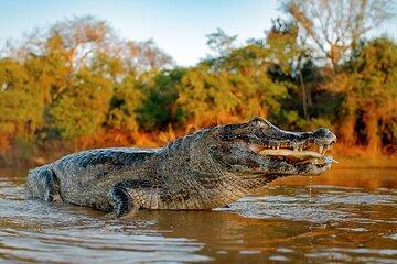 Amazon Expedition 4 Days of Rainforest Amazon from Iquitos
