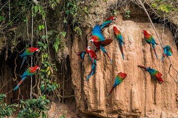 4 Days of Amazon Reserve Pacaya Samiria Wildlife Safari