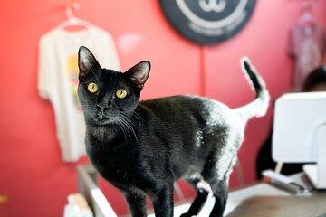Visit the Rescued Cats of Cat Therapy