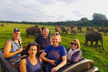 Minneriya Half Day Safari Tour