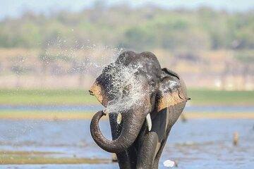 Minneriya Half Day Safari Tour [Morning / Evening] All Included
