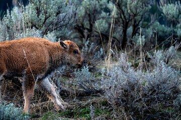 Full Day Wildlife Photography Tour In Yellowstone National Park