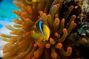 Scuba Diving Trip in El Gouna Two Dives