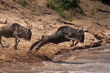 4 Days Migration & Central Serengeti Camping Safari
