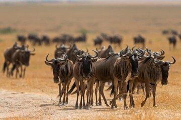 Tanzania Serengeti National Park Adventure Trip