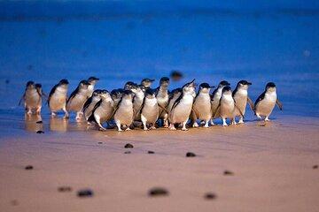 Melbourne Phillip Island Private Tour with Penguin
