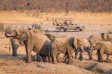 Safari Game Drive Zambezi National Park