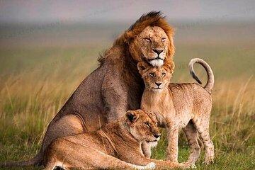 7 Days Budget Group Safari to Masai Mara Nakuru & Amboseli Parks