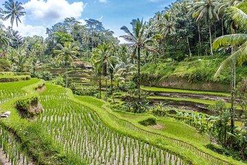 Ubud Culture Fullday Tour
