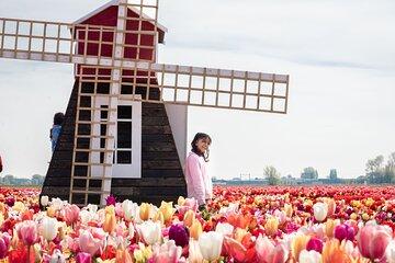 Tulip Experience Ticket Tulip Garden Museum and Indoor Picking