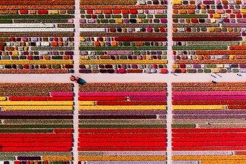 Tulip Experience Ticket Tulip Garden Museum and Indoor Picking