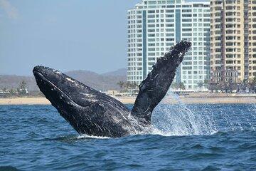 Munba Ballena Tour by Power Boat