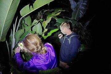 Rain Forest Nocturnal Experience Frogs and Snakes Quest
