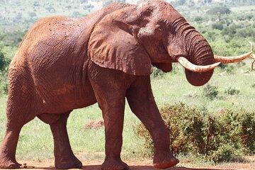 3 Day Tsavo West National Park Safari-Ngulia