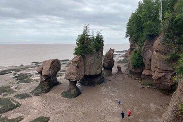 Shore and Hopewell Rocks Guided Tour