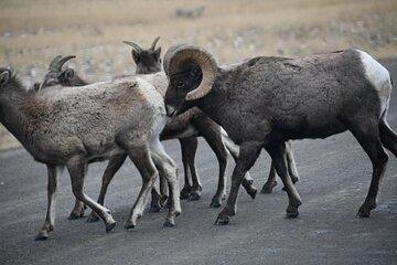 Private Yellowstone Park Van Tours from Bozeman and Big Sky