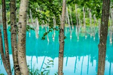 Private Day Trip to Asahiyama Zoo and Biei Blue Pond