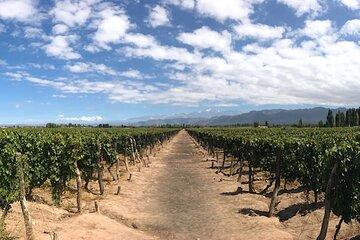 Bikes, Vines & Fine Wines: A Relaxed Day Out in Luján de Cuyo