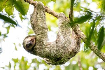 Arenal Sloth Quest