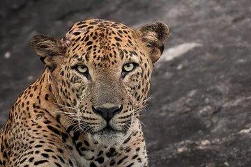 Half Day trip in Yala National Park