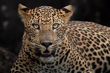 Yala National Park Full Day Safari Tour