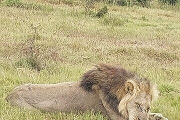 Addo Elephant Park with Big Five Safaris
