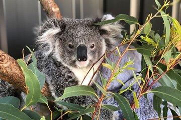 Port Stephens Dolphin Cruise Koalas Sandboarding Japanese Tour