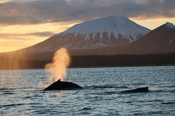 Sitka Whale Watch and Sea Otter Quest
