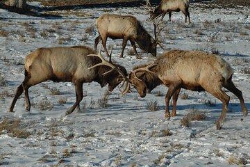 Grand Teton National Park Private Sunrise Tour
