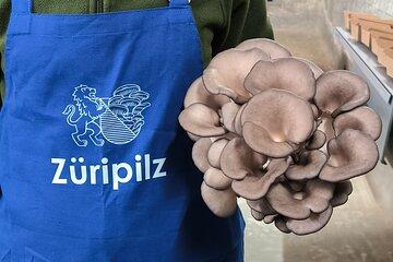 Discover the World of Mushrooms