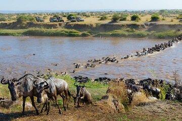 3 Days Masai Mara Wildebeest Migration Group Joining Safari