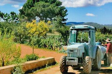Private Ibiza Winetasting Tour