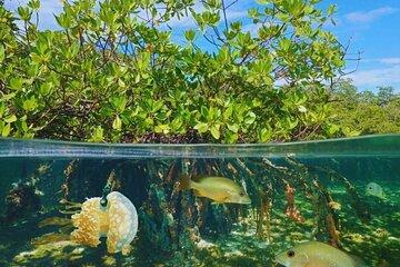 Turtle Island Adventure: Snorkeling and Beach Bliss at Isla Saona