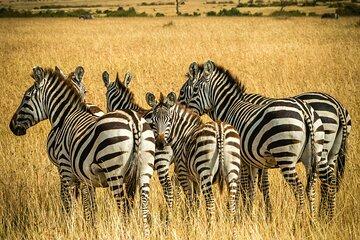 Aquila Big 5 Game Drive Tour from Cape Town