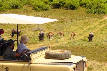 Schotia Private Game African Safari Guided Tour