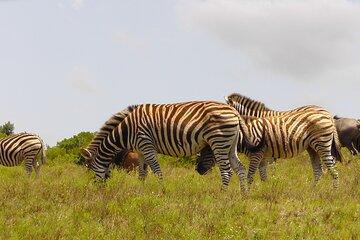 Schotia Private Game African Safari Guided Tour