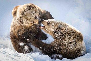 Private Ranua Wildlife Park Photography Tour