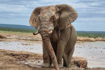 Full Day Addo And Giraffe Walk